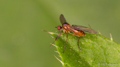 Diptera: Brachycera: Hypotidae
