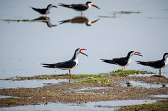 Birds of Forsythe - Black Skimmer | 2015
