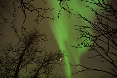 Luces del Norte trás la casa Anémone entre árboles - Tromso Noruega - Marzo 2014