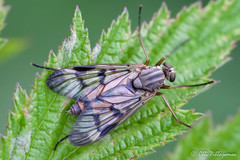 Diptera: Brachycera: Rhagionidae