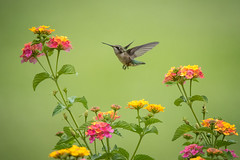 backyard hummingbirds 2015
