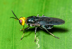 Soldier Flies (Stratiomyidae)