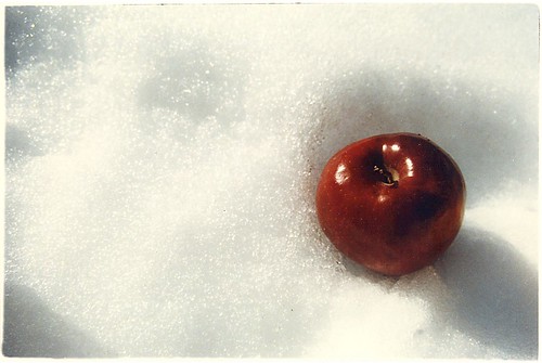 Apple in Snow at Lake Tahoe