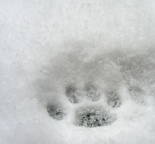 Paw in the snow