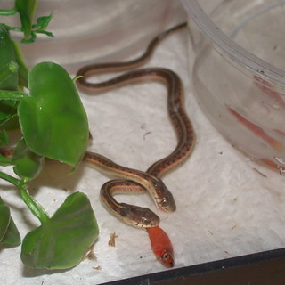 Baby garter snakes eating fish (2002)