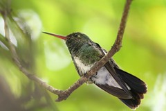 Beija-flor-do-papo-verde ou Beija-flor-de-garganta-verde (Amazilia fimbriata) - Glittering-throsted Emerald Hummingbird