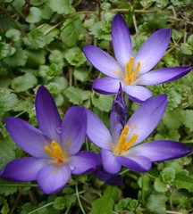 My first crocus opens for a few minutes - four years ago by Julie70