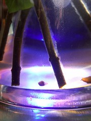 Lovelli - Lilac stems