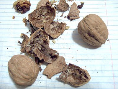 Notebook Paper on Walnuts And Notebook Paper   Flickr   Photo Sharing