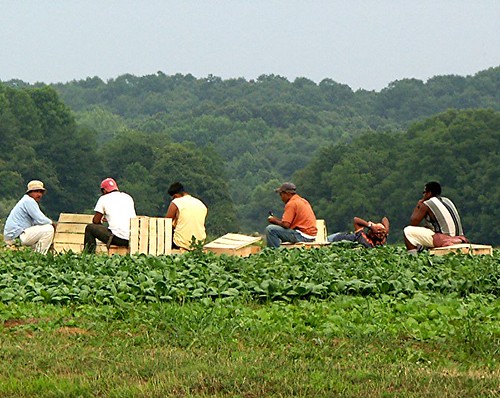 Working - Migrant Farm Workers