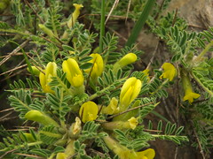 Flora of Kinnaur District