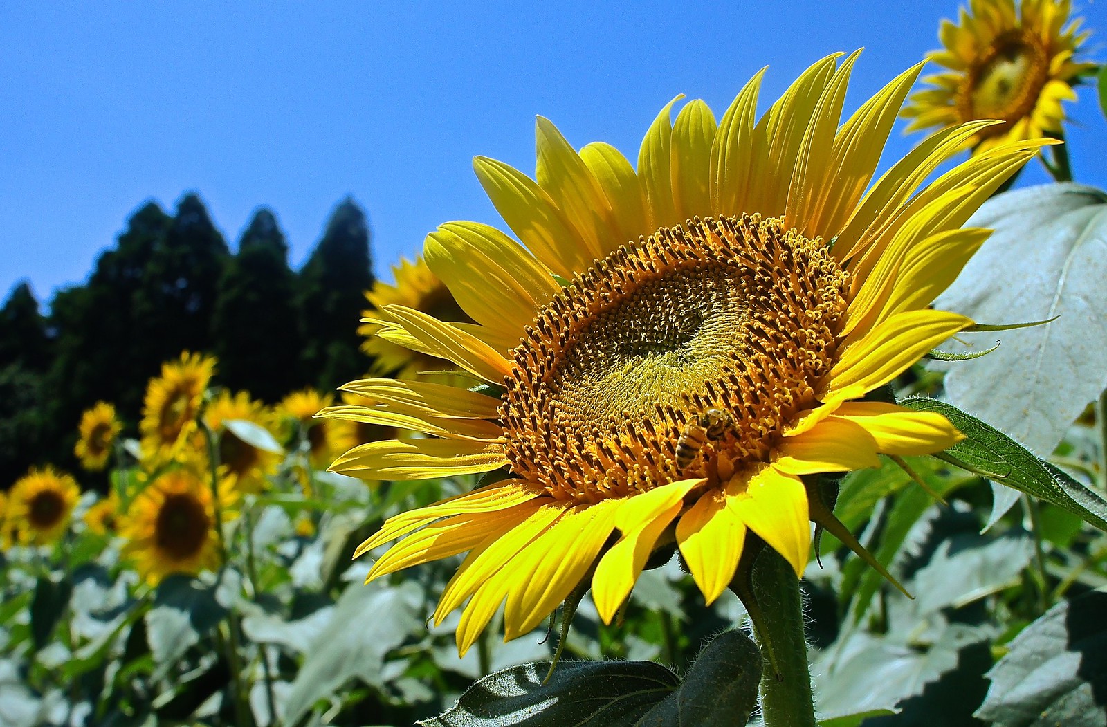Sunflowers at Narita Yume Bokujo
