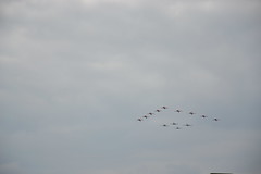 The Red Arrows and the fighters of the Batte of Britain Tribute