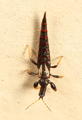 Thysanoptera