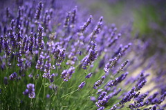 2015.07.11 Lavender in Provence