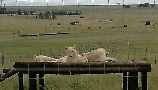Lions at Thanda Tau