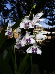 fragrant orchids--good & bad #4 (full)