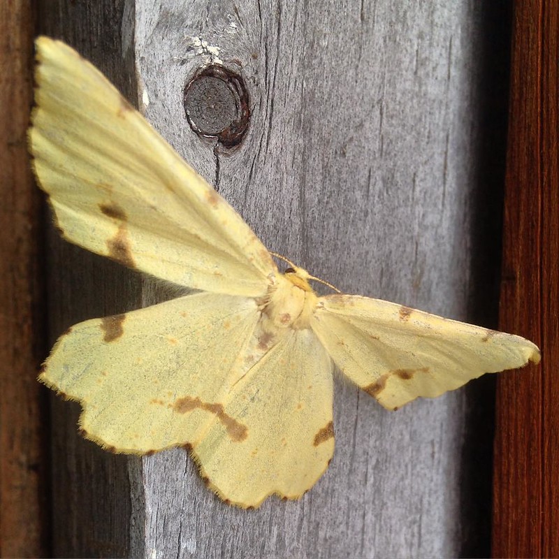 A Crocus Geometer moth. Our first guest in the future farm store.