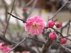 Plum Blossom in Kyoto