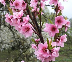 Blossom tree.