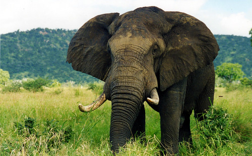 Big 5 - Elephant
