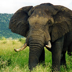 Big 5 - Elephant by TheLizardQueen