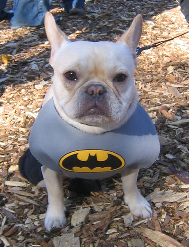 bat-hound