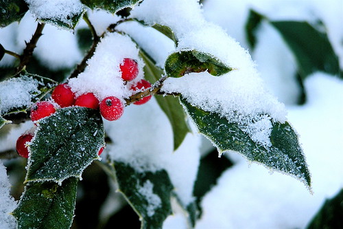 Holly in winter