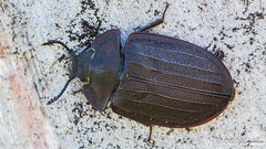 Coleoptera: Trogossitidae of Finland