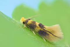 Micro moths