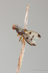 Diptera: Brachycera: Opomyzidae