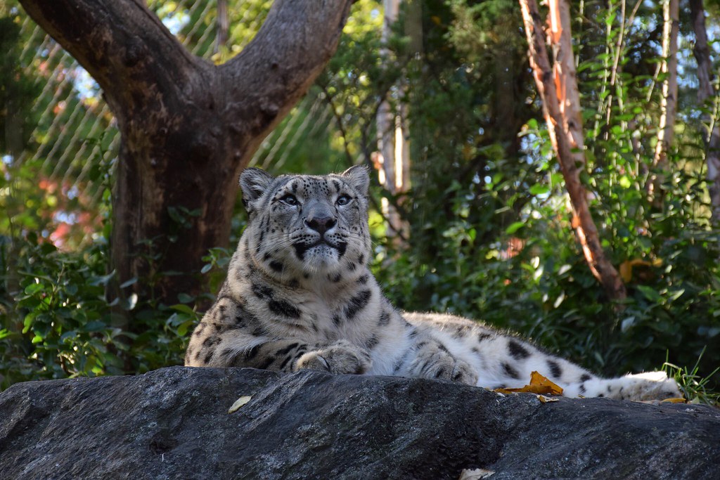 El leopardo de las nieves. Nos llevamos un pequeño peluche de este majestuoso animal, aunque Eva dice que es un gatito.