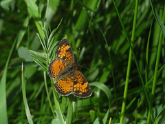 s:бабочки,s:дневные бабочки,s:чешуекрылые,c:кирпично-красные,c:оранжевые