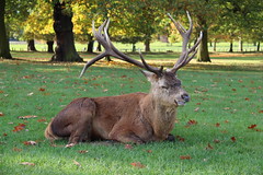 Wollaton Hall and Deer Park, Autumn