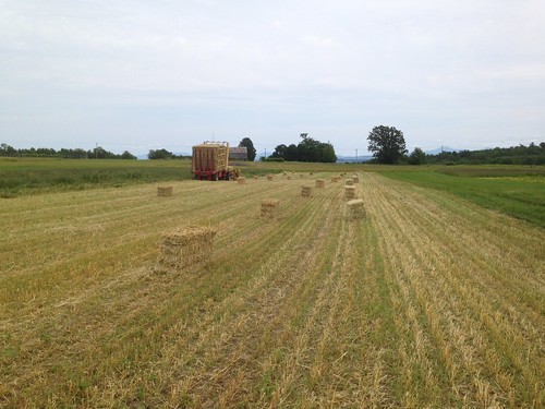Straw bales in the field