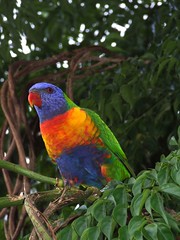 Animals: rainbow lorikeets