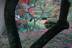 Japanese Garden tatton Park
