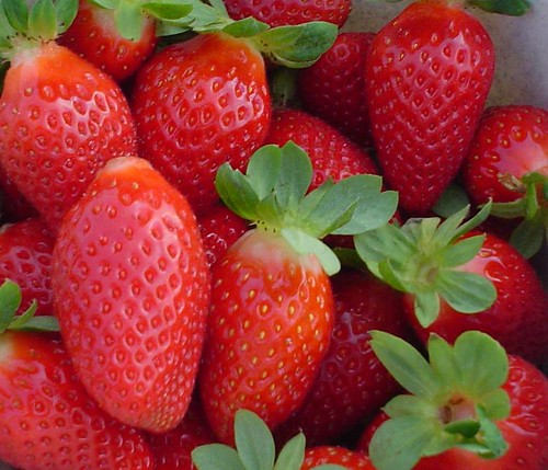 Strawberries from florida