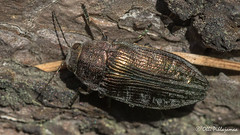 Coleoptera: Buprestidae of Finland