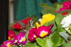 Happy Little Hummingbird 3640