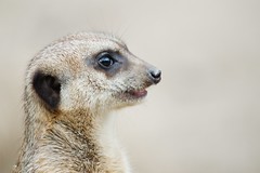 2015, meerkat experience at the zoo