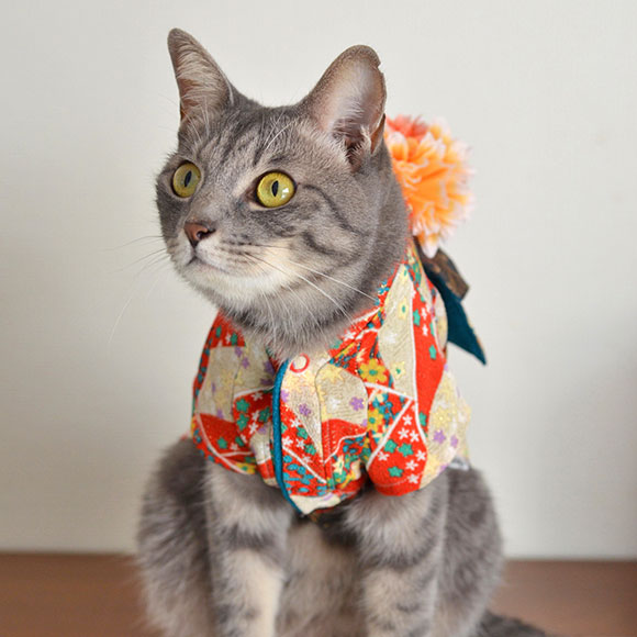 Cat Kimono wear