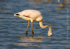 Nerul, Flamingos