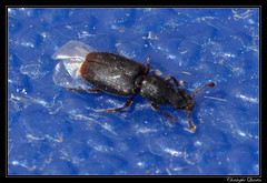 Coleoptera/Monotomidae