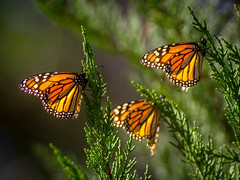 2017 Monarch Butterly Grove