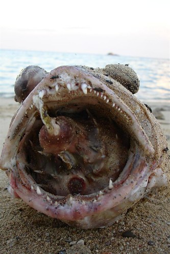 Puffer Fish Kills Big Fish Flickr Photo Sharing