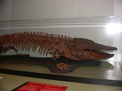 Asian Dinosaur Exhibit