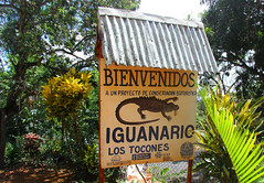 Rhinoceros Iguana - Los Tocones - République Dominicaine 2014