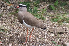 Cowned Plover