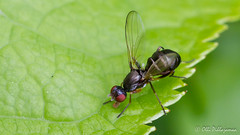 Diptera: Brachycera: Sepsidae